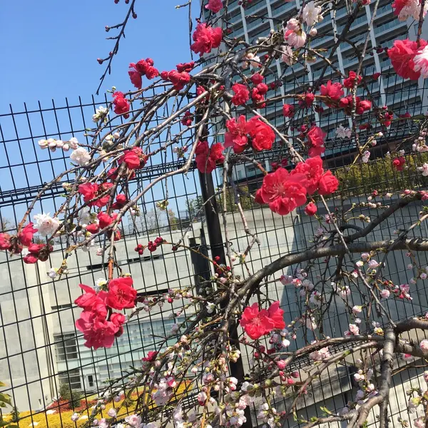 お花もきれい