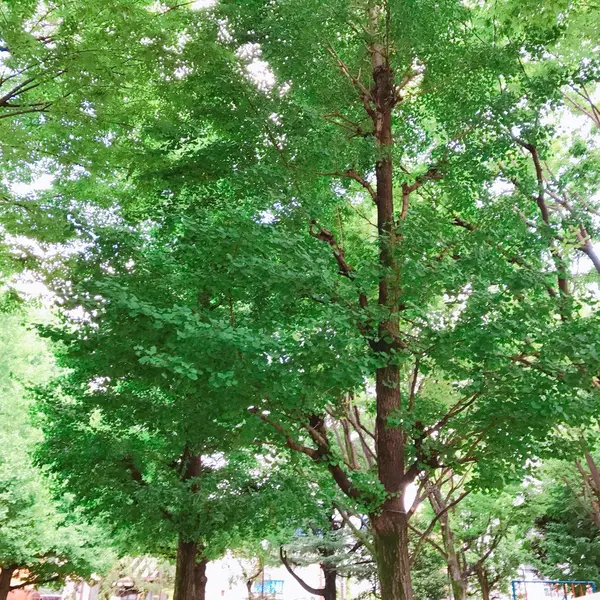 大きな木...