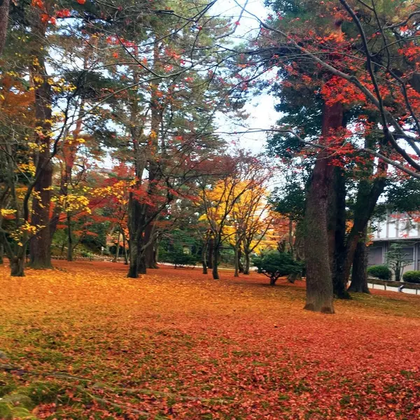 紅葉の絨毯✨