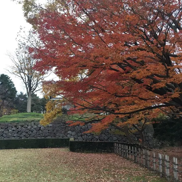 石垣と紅葉