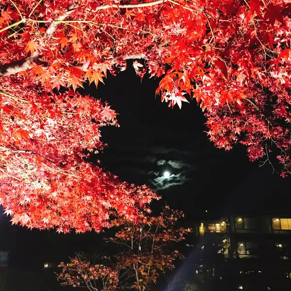 満月と紅葉
