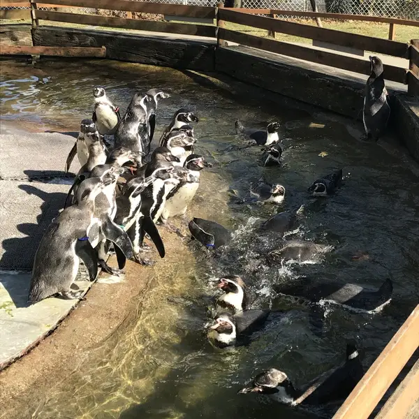 ペンギンのえさやり