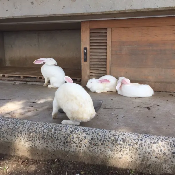 うさぎさん