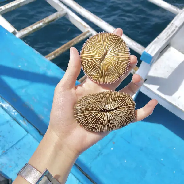サンゴ