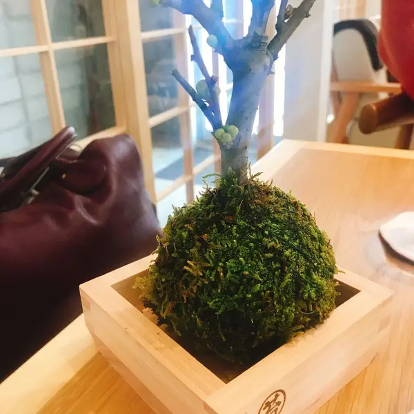 癒しの苔玉