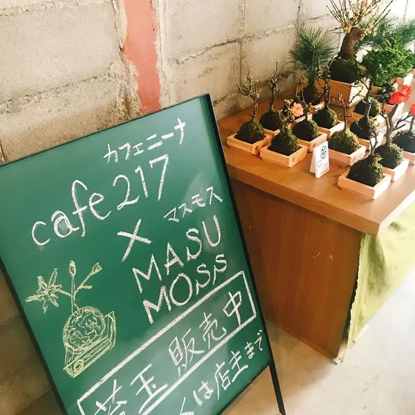 苔玉販売