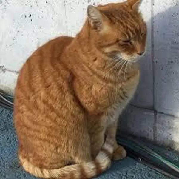 猫ちゃんがいます