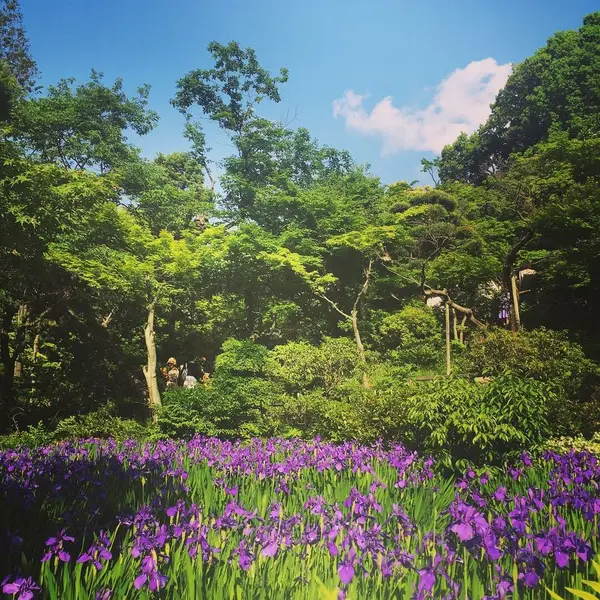 庭園のカキツバタ
