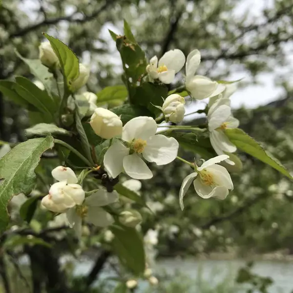 ？何の花かな・・綺麗でした。