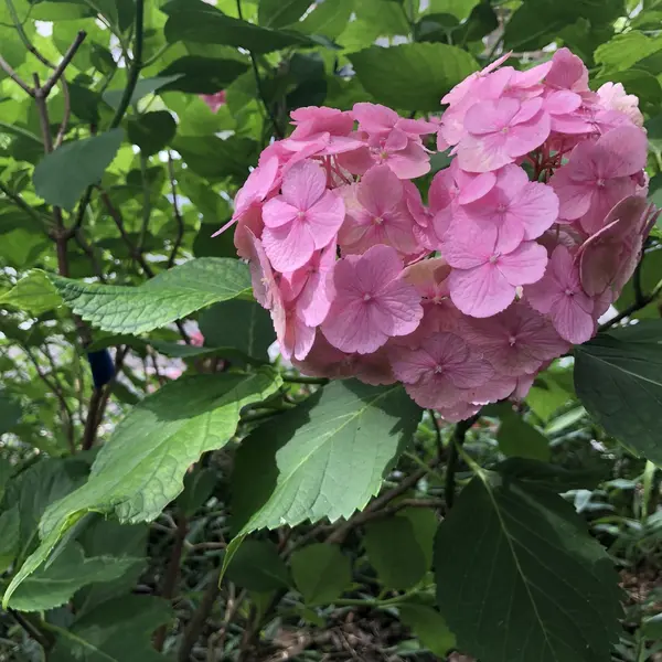 ♡の紫陽花