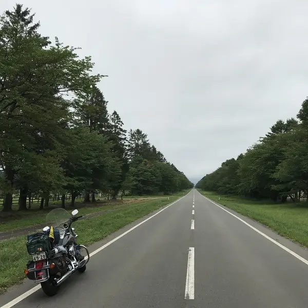 二十間道路 桜並木