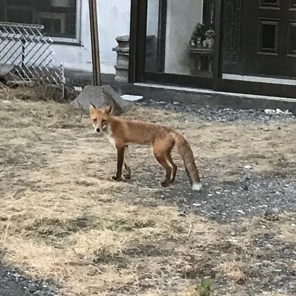 キタキツネ