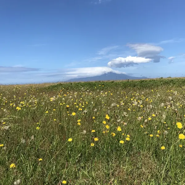 サロベツ原野のお花畑