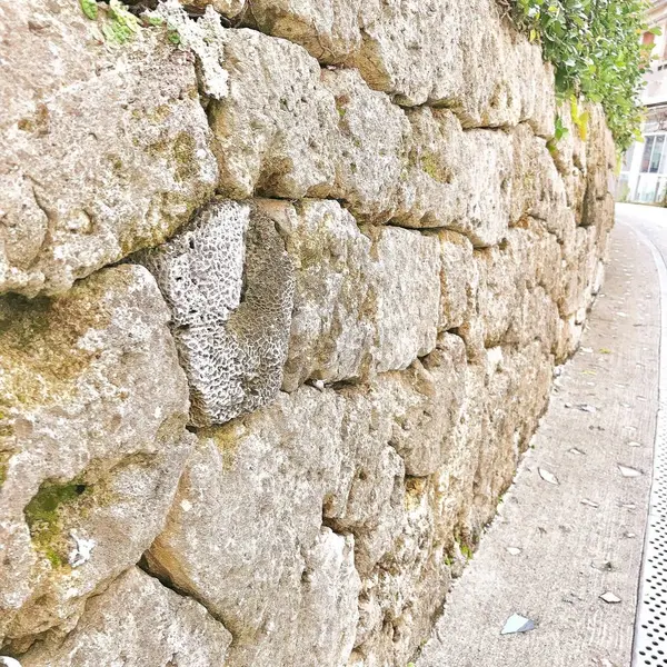 石垣の中にはサンゴも！