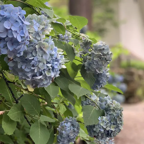 季節ごとの花や樹木