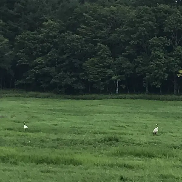 丹頂鶴