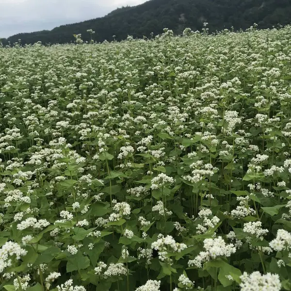 ジャガイモ畑