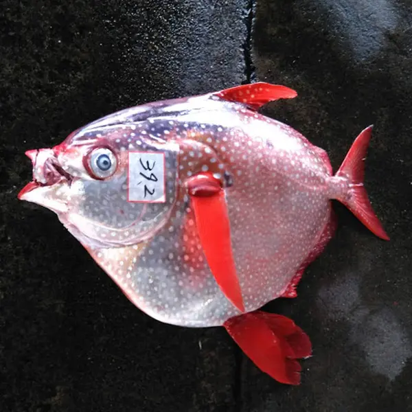 水揚げされた金魚