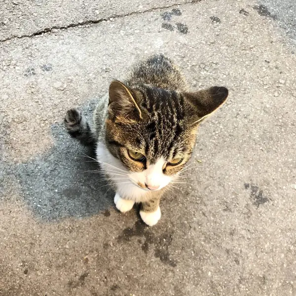 ネコチャン