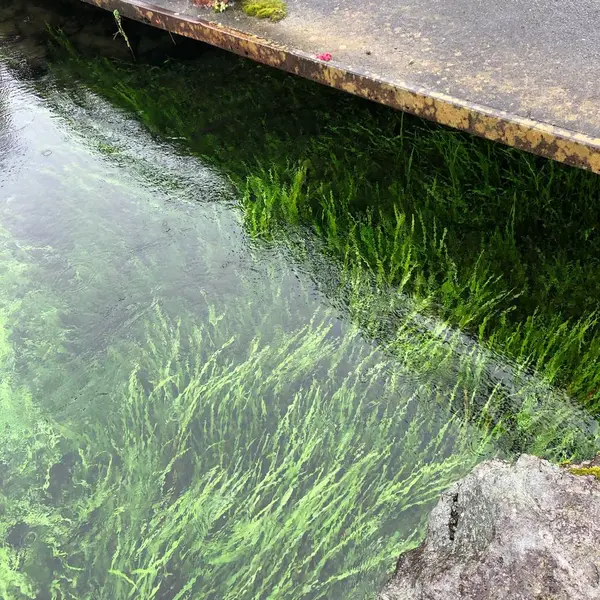 忍野八海
