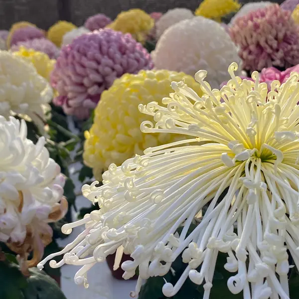 菊展