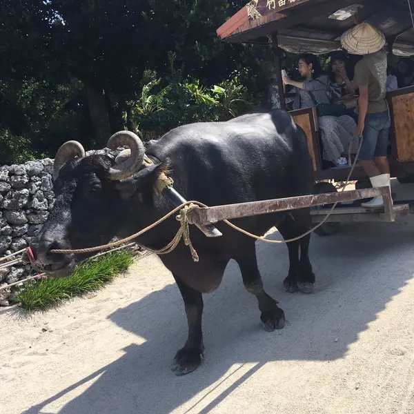 水牛車