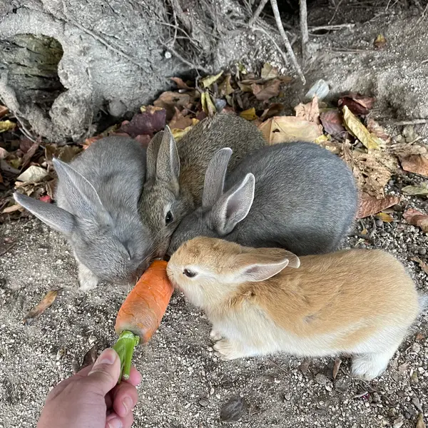 大久野島に住むうさぎ達🐰