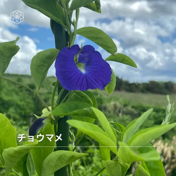 ばたーぴーの花