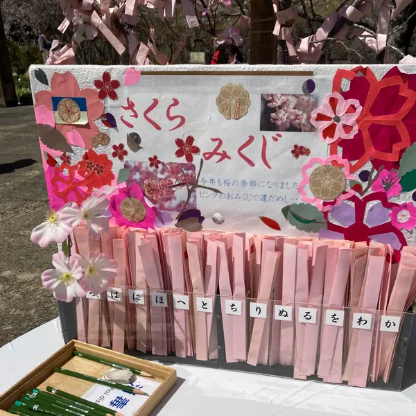 桜みくじ🌸