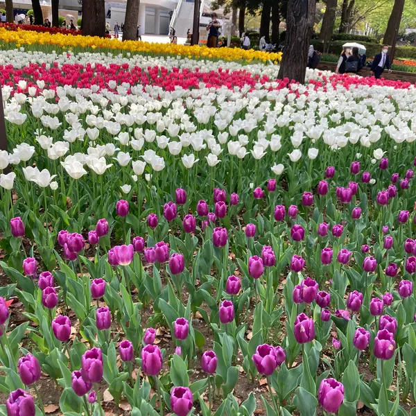 横浜フラワーフェス　横浜公園