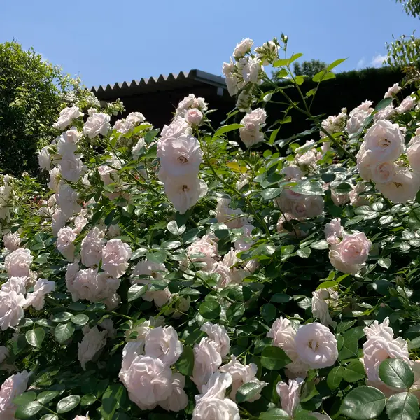 バラ園