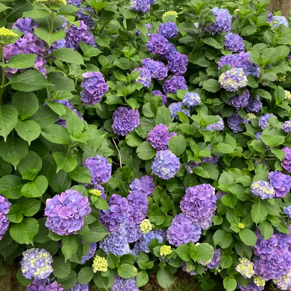 紫陽花