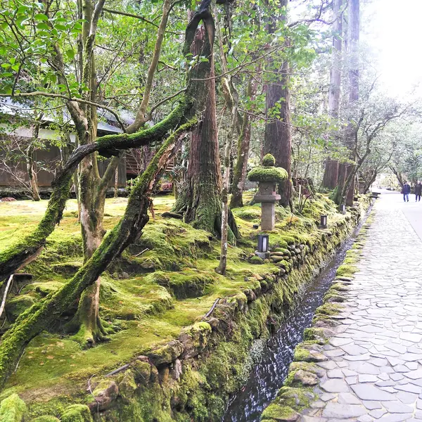 木々と苔が美しい参道