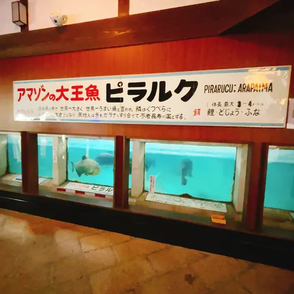 アマゾンの大王魚ピラルク