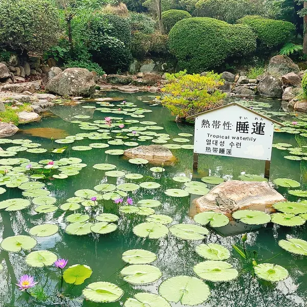 睡蓮池