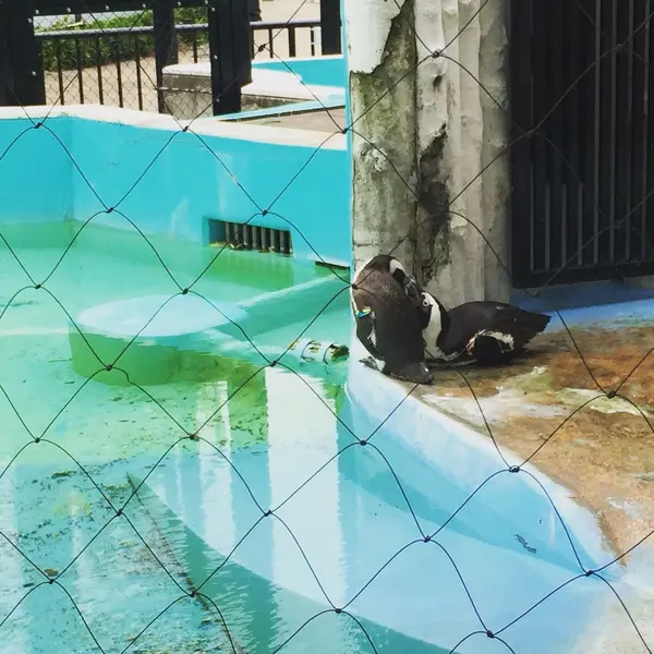 動物たちのドラマも