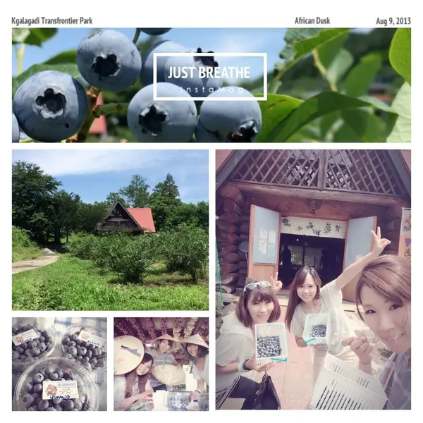 ブルーベリー狩り