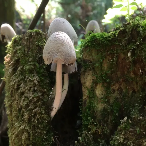 ヒトヨタケのなかま