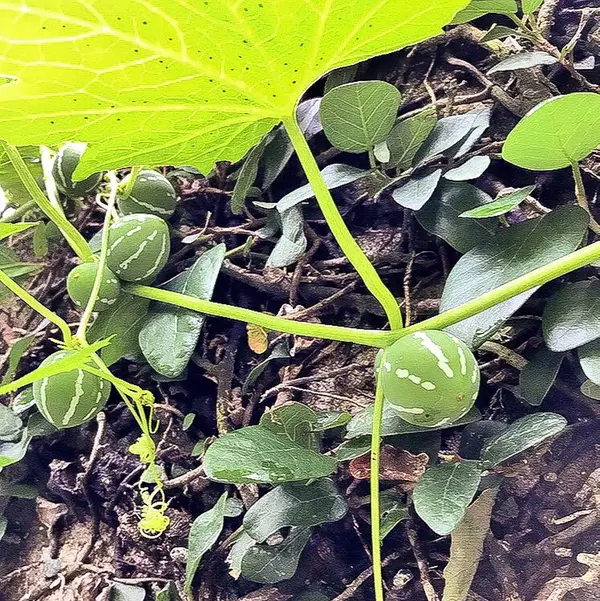 植物も沖縄らしくちいさなすいかや南国フルーツも