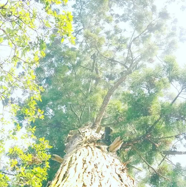 鞍馬の樹木