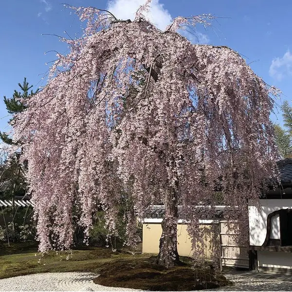 しだれ桜