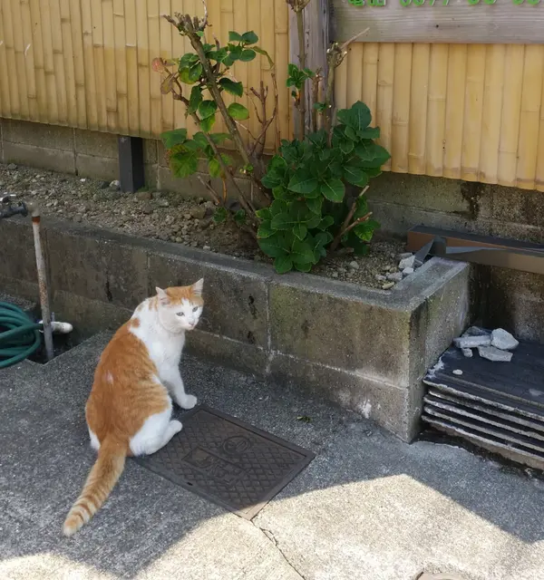 鉄輪温泉散策
