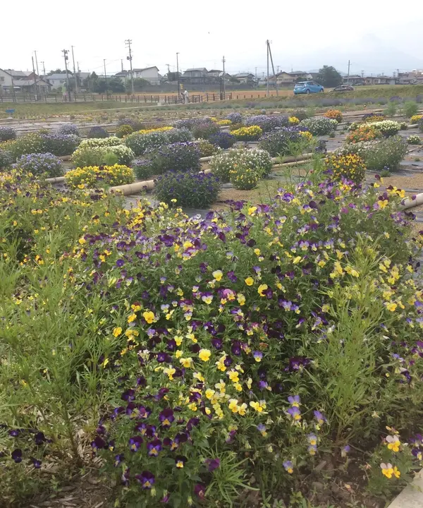 陸前高田市森の前花畑の花を預かっている花壇
