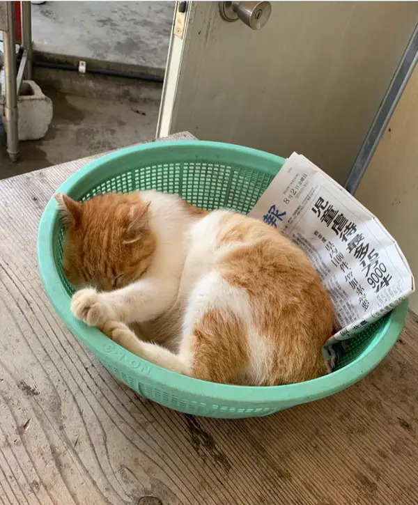 かわいい🐱子もいました