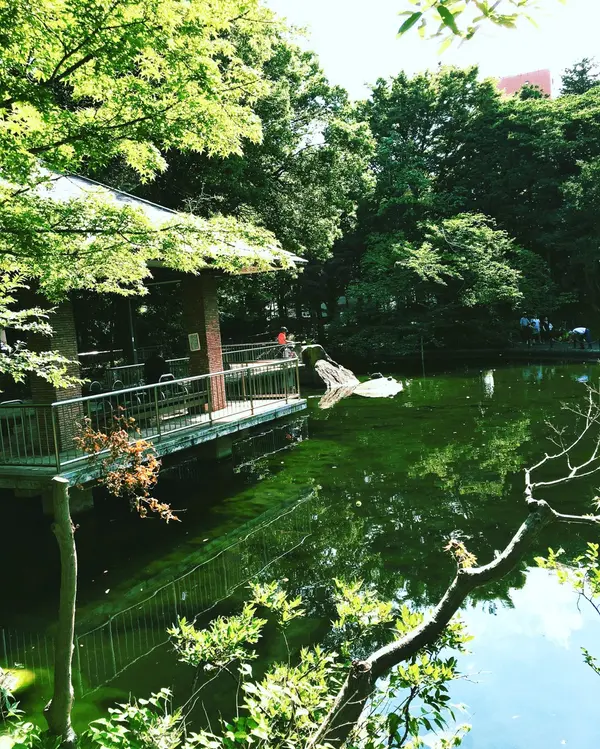 池には魚がいるかも？！