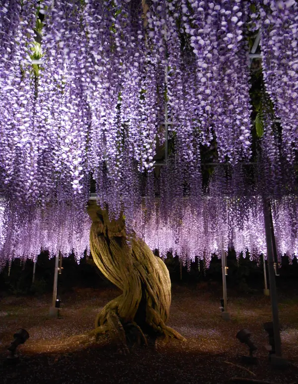 夜のライトアップ