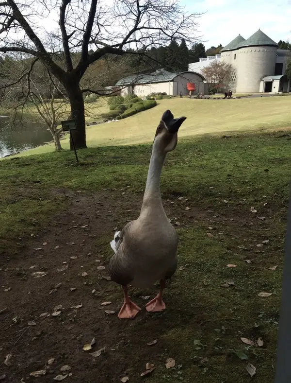 鳥たちと触れ合うことも♪