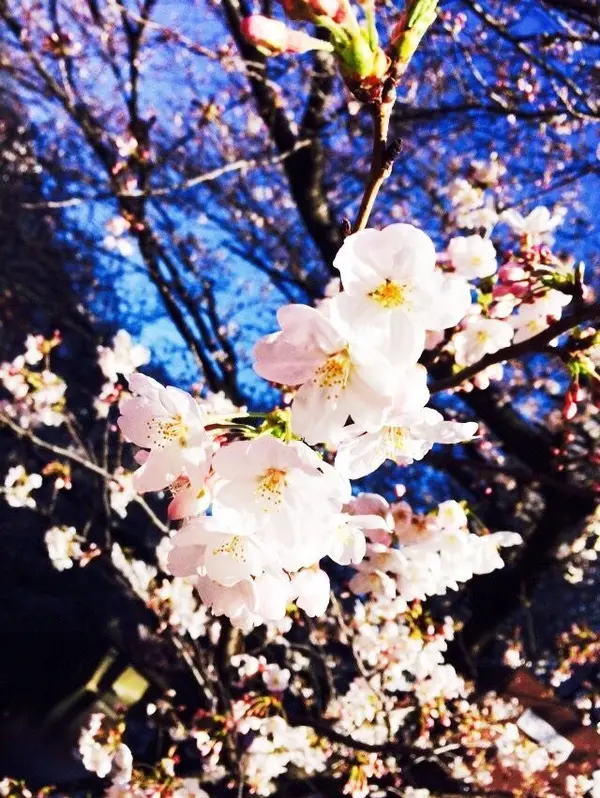 spring