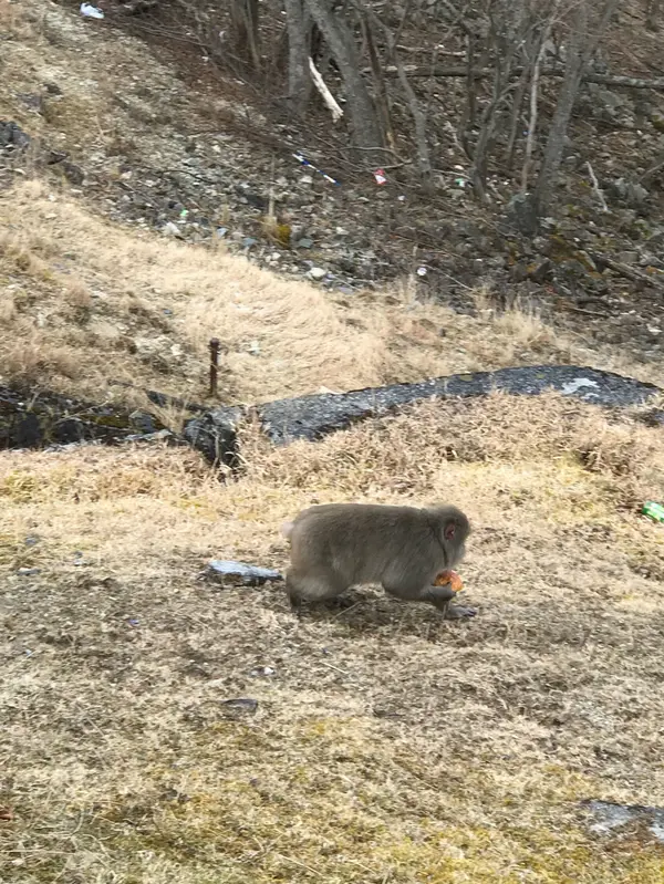 中身だけとってく