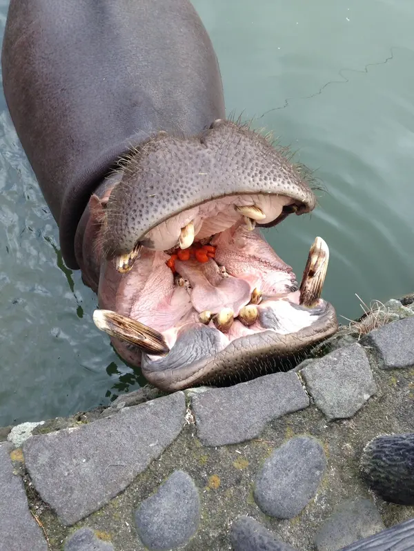 温泉に浸かって気持ち良さそう